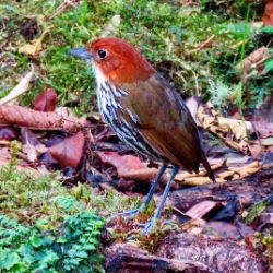 Chestnut-crowned Antpitta